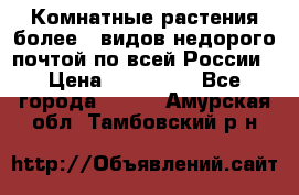 Комнатные растения более200видов недорого почтой по всей России › Цена ­ 100-500 - Все города  »    . Амурская обл.,Тамбовский р-н